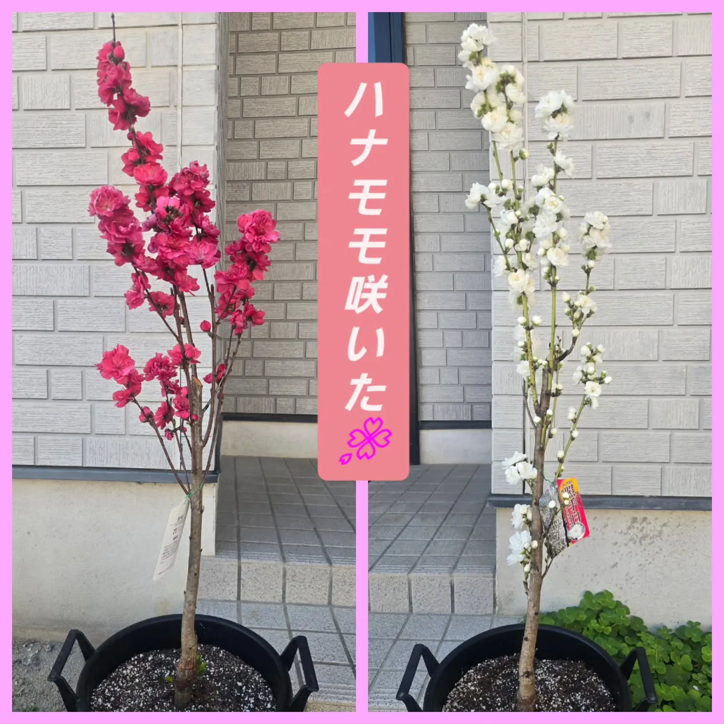 華やかになりました~❕